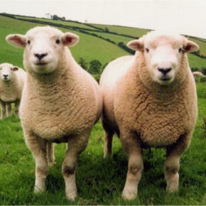 sheep