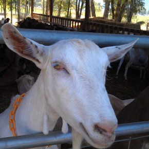 goat that bit my breast