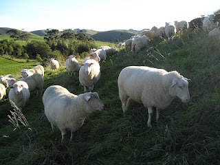 red hill